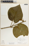 Matelea magnifolia image