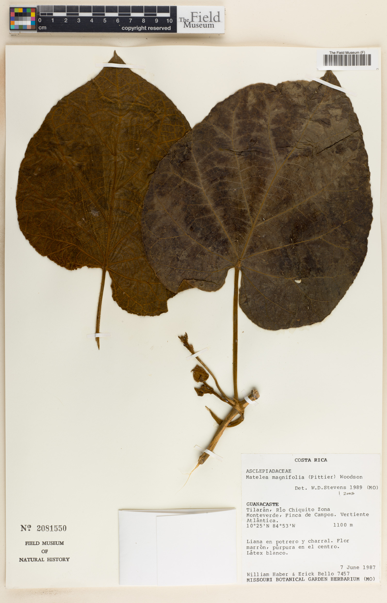 Matelea magnifolia image
