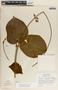 Matelea magnifolia image