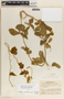 Ibatia marsdenioides image