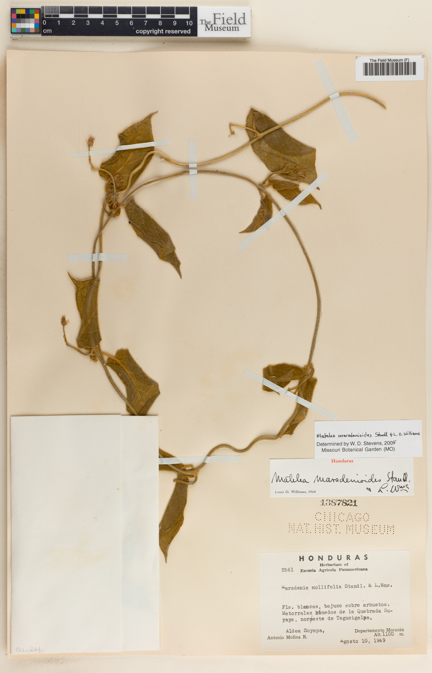 Ibatia marsdenioides image