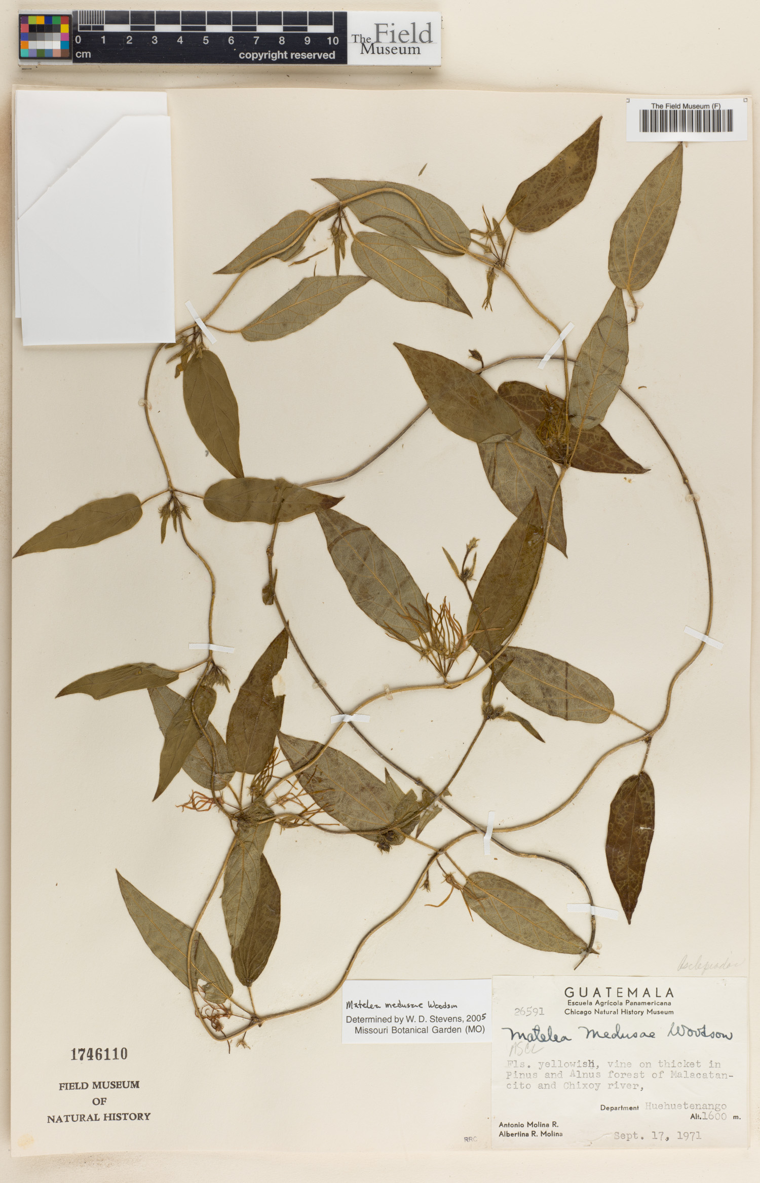 Matelea medusae image