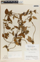 Matelea medusae image