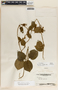 Matelea molinarum image