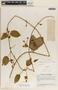 Matelea molinarum image