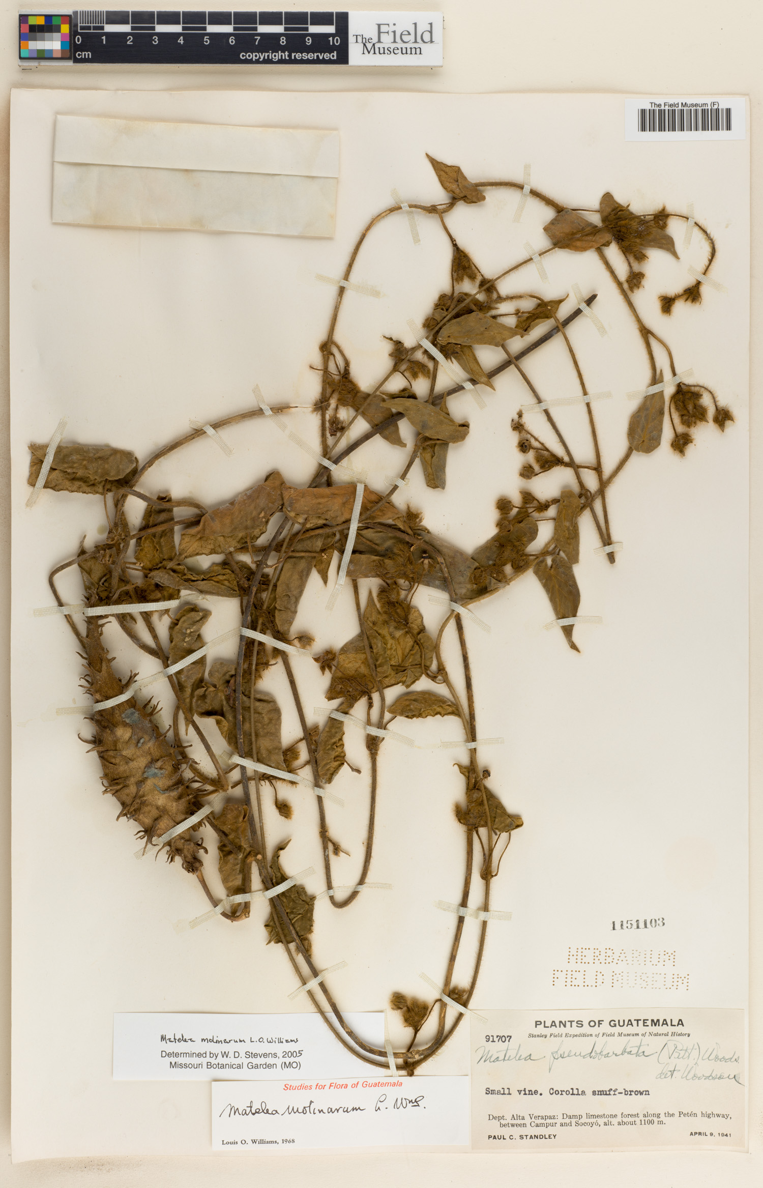 Matelea molinarum image
