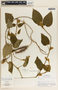 Matelea molinarum image
