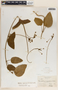 Matelea nigrescens image