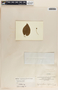 Matelea nigrescens image