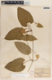 Matelea pavonii image