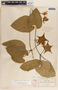 Matelea pavonii image