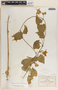 Matelea pavonii image