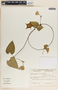 Matelea pavonii image