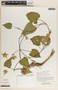 Matelea pavonii image