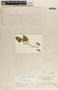 Matelea pavonii image