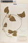 Matelea pavonii image