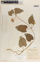 Matelea pavonii image