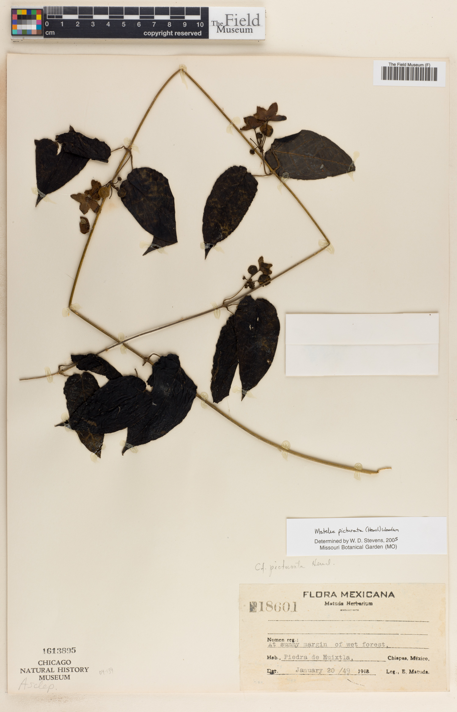 Matelea picturata image