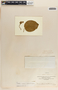 Matelea velutina image