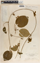 Matelea velutina image