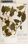 Matelea velutina image