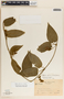 Matelea velutinoides image