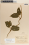 Matelea velutinoides image