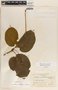 Matelea velutinoides image