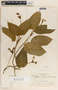 Matelea velutinoides image