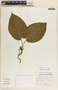 Matelea velutinoides image