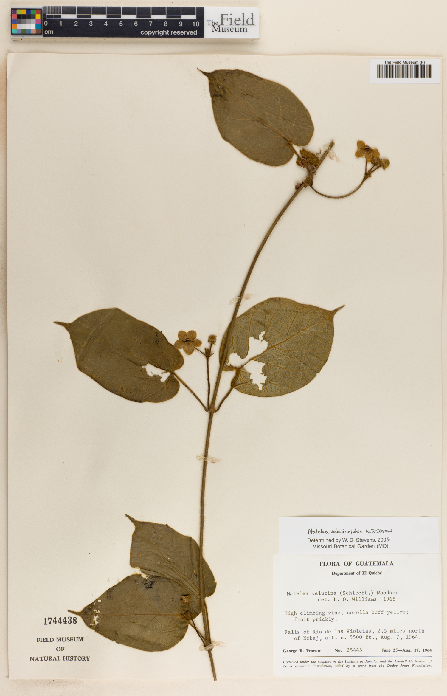 Matelea velutinoides image