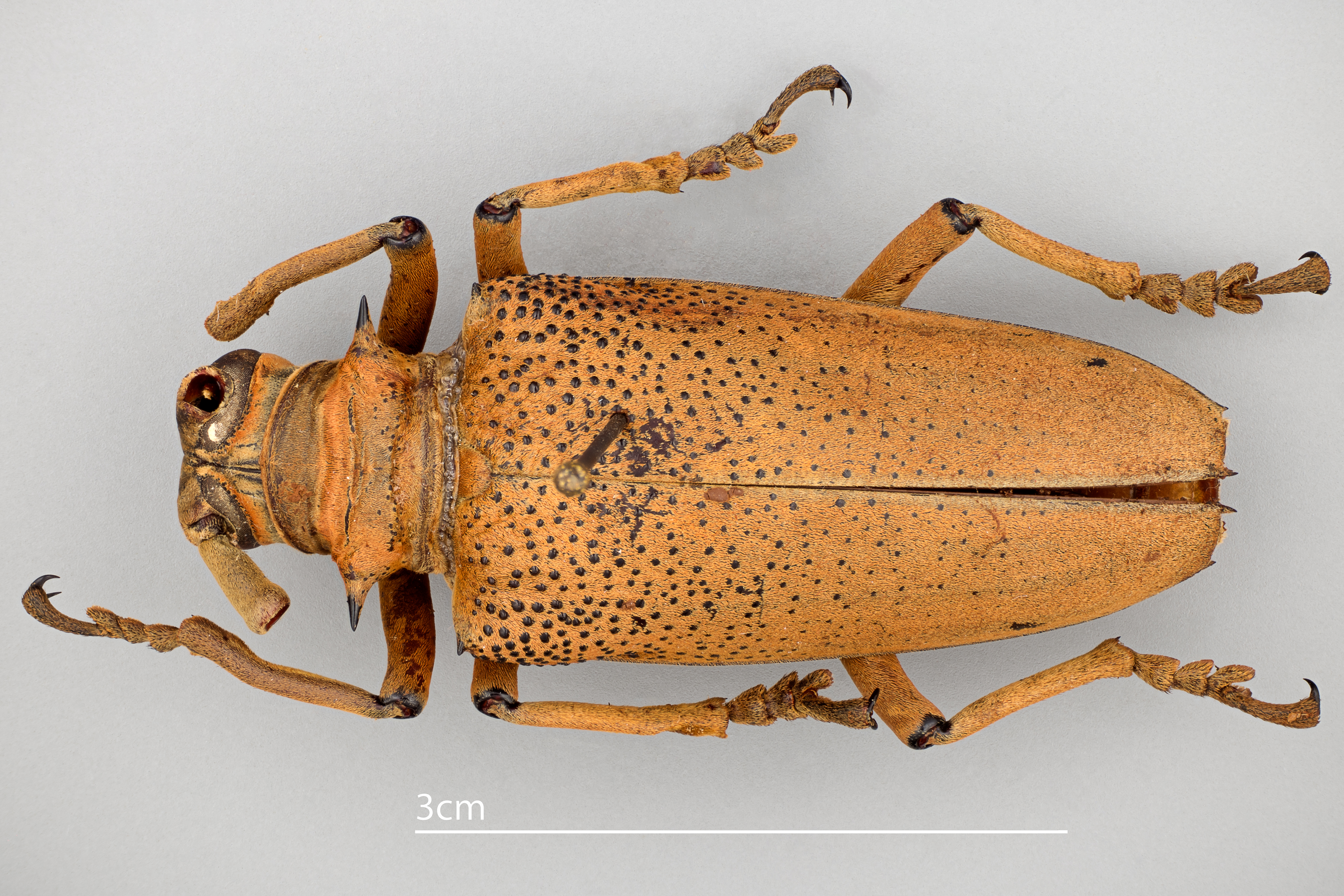 Rosenbergia rubra