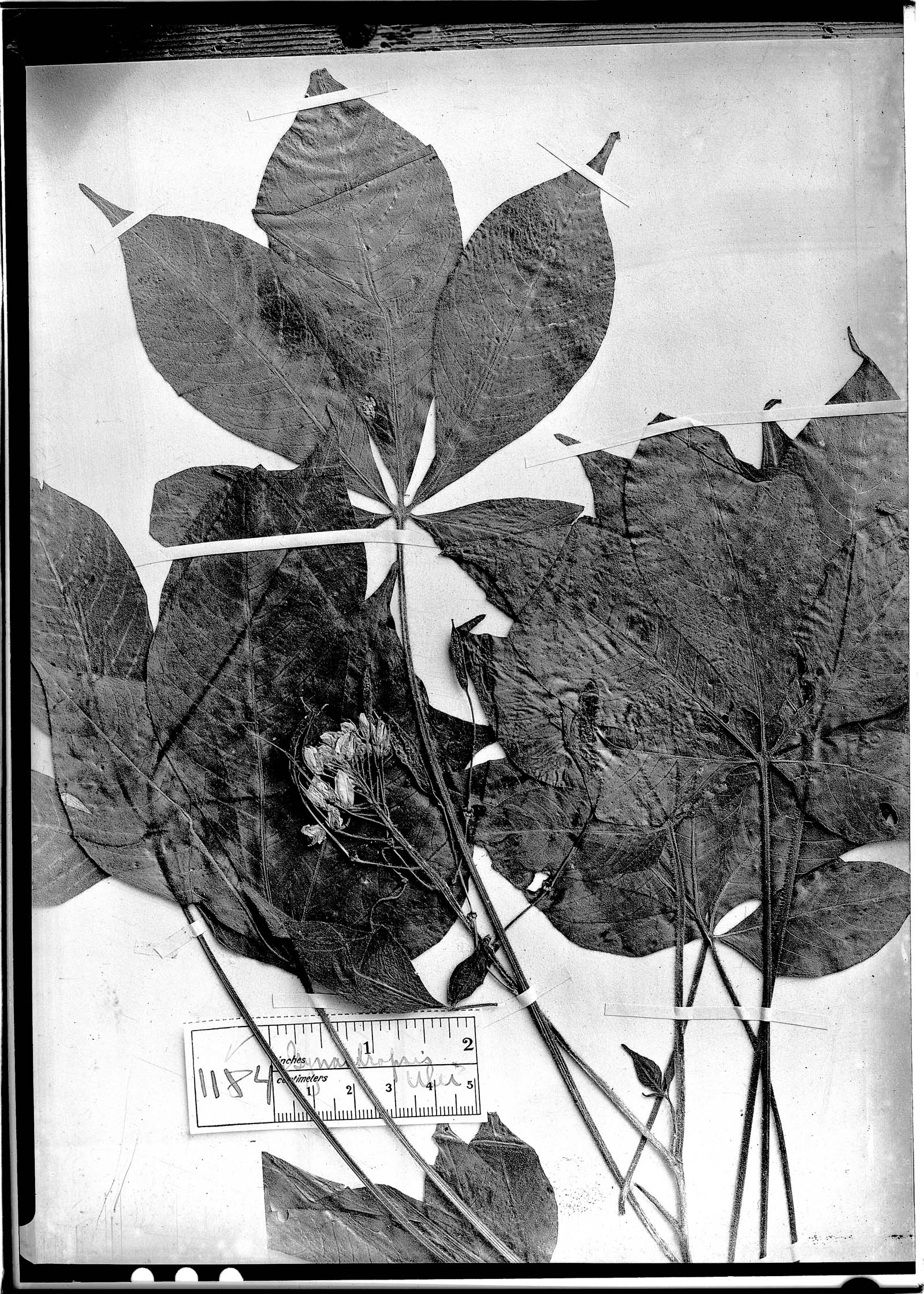 Podandrogyne mathewsii subsp. ulei image