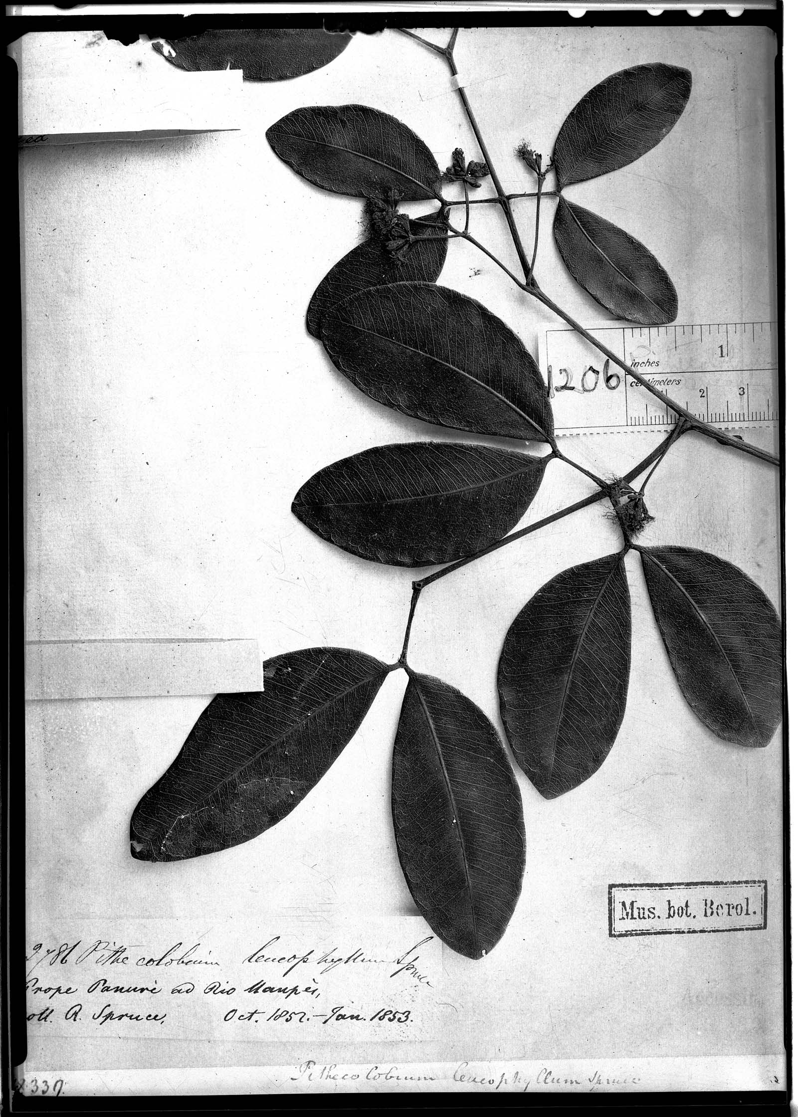 Abarema leucophylla image