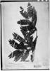 Macrosamanea pubiramea var. lindsaeifolia image