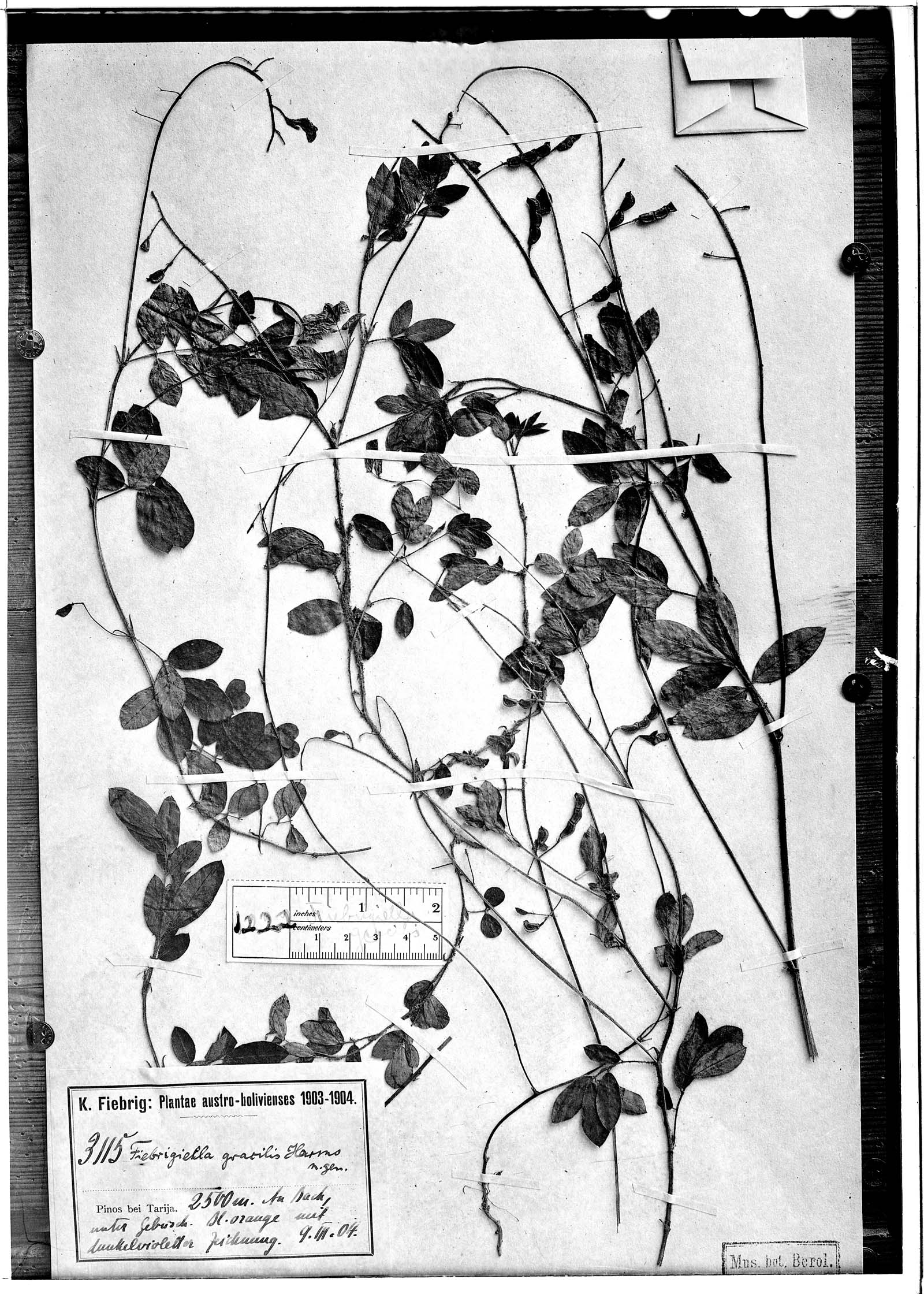 Fiebrigiella gracilis image