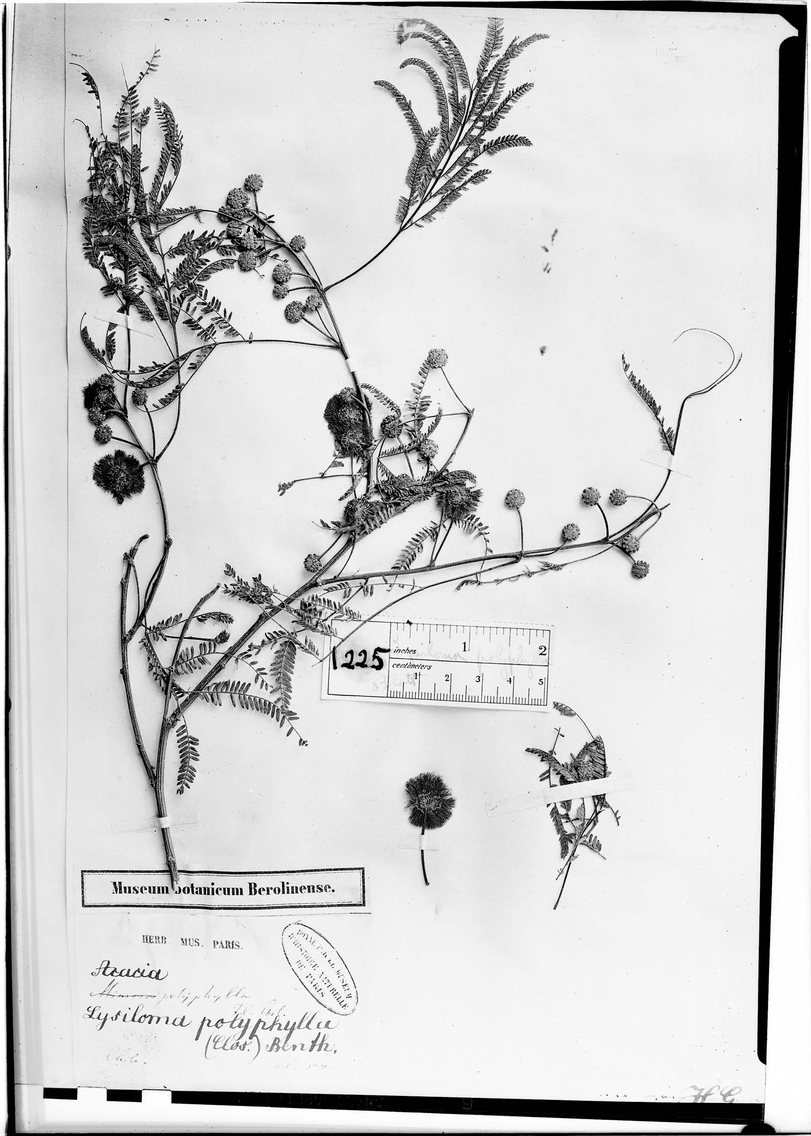 Lysiloma polyphylla image