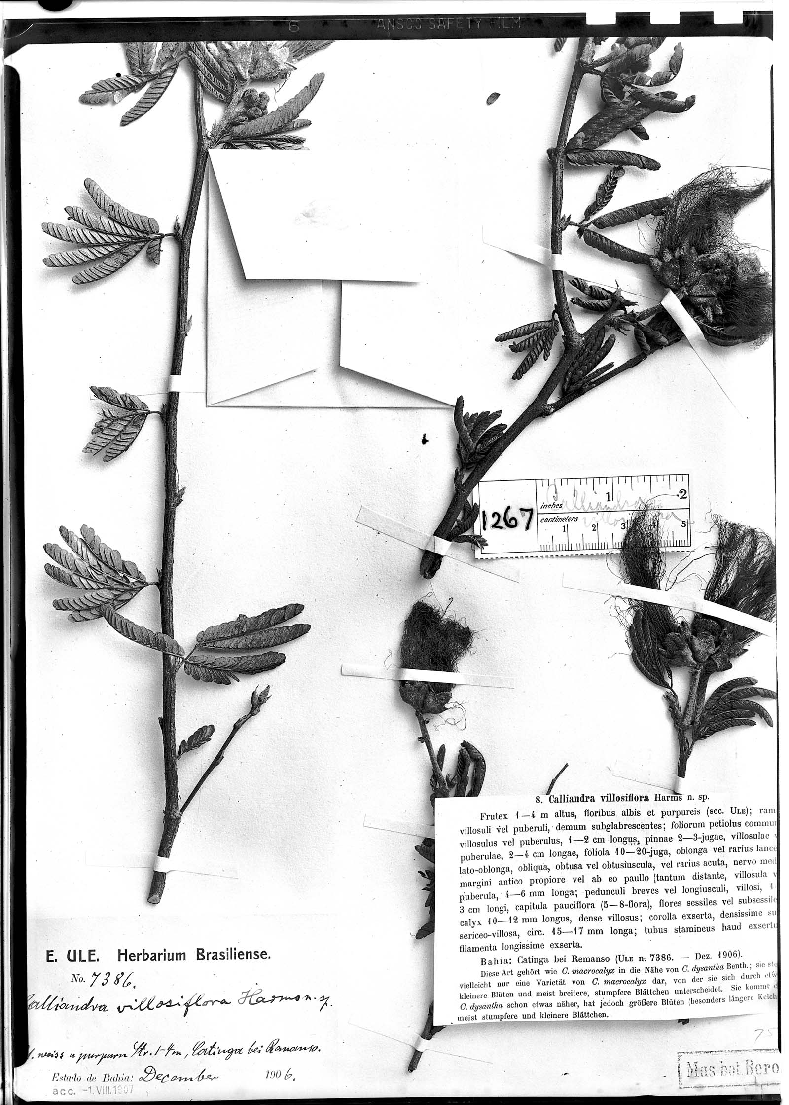 Calliandra macrocalyx var. macrocalyx image