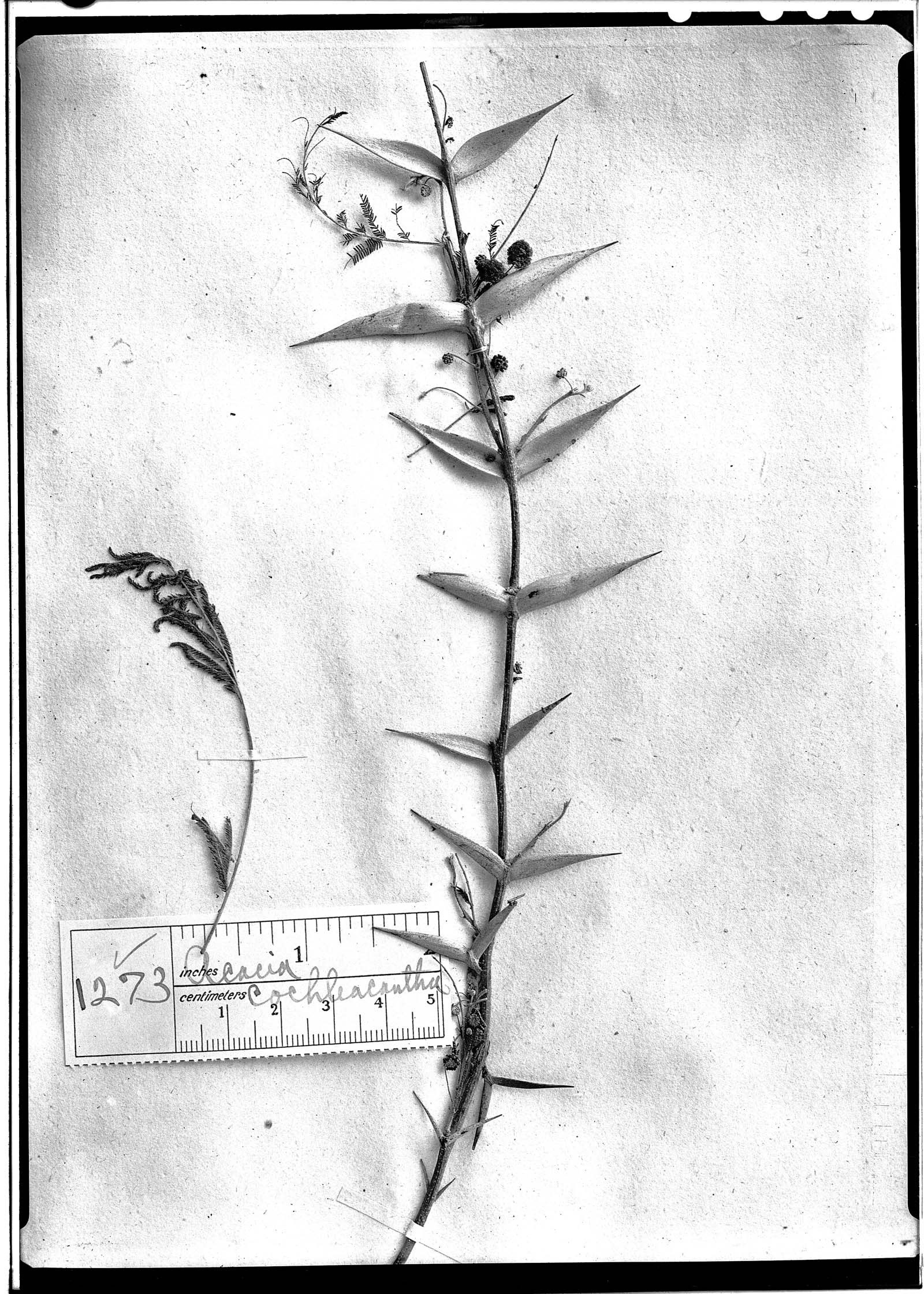 Acacia cochliacantha image