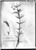 Acacia cochliacantha image