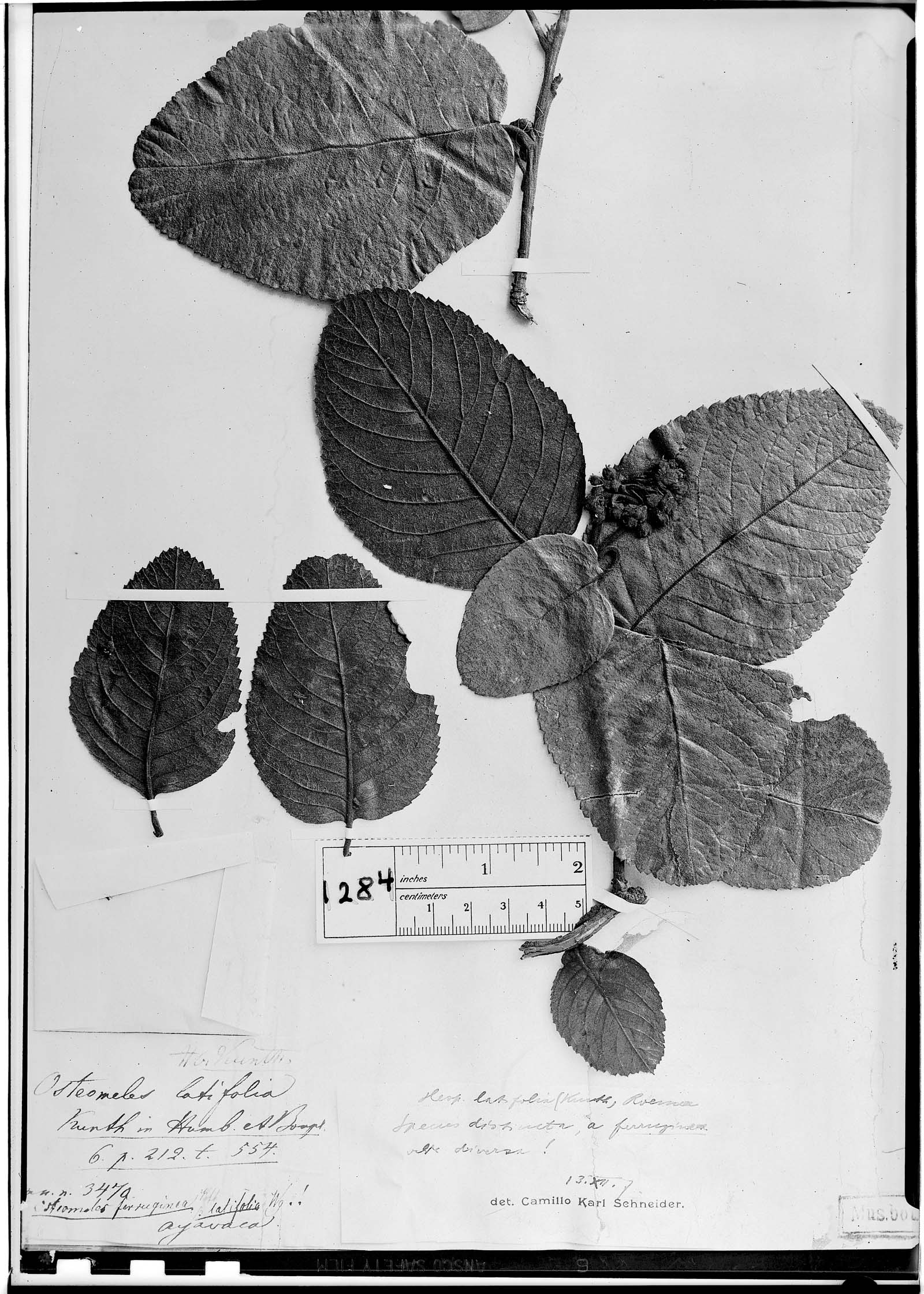 Hesperomeles latifolia image