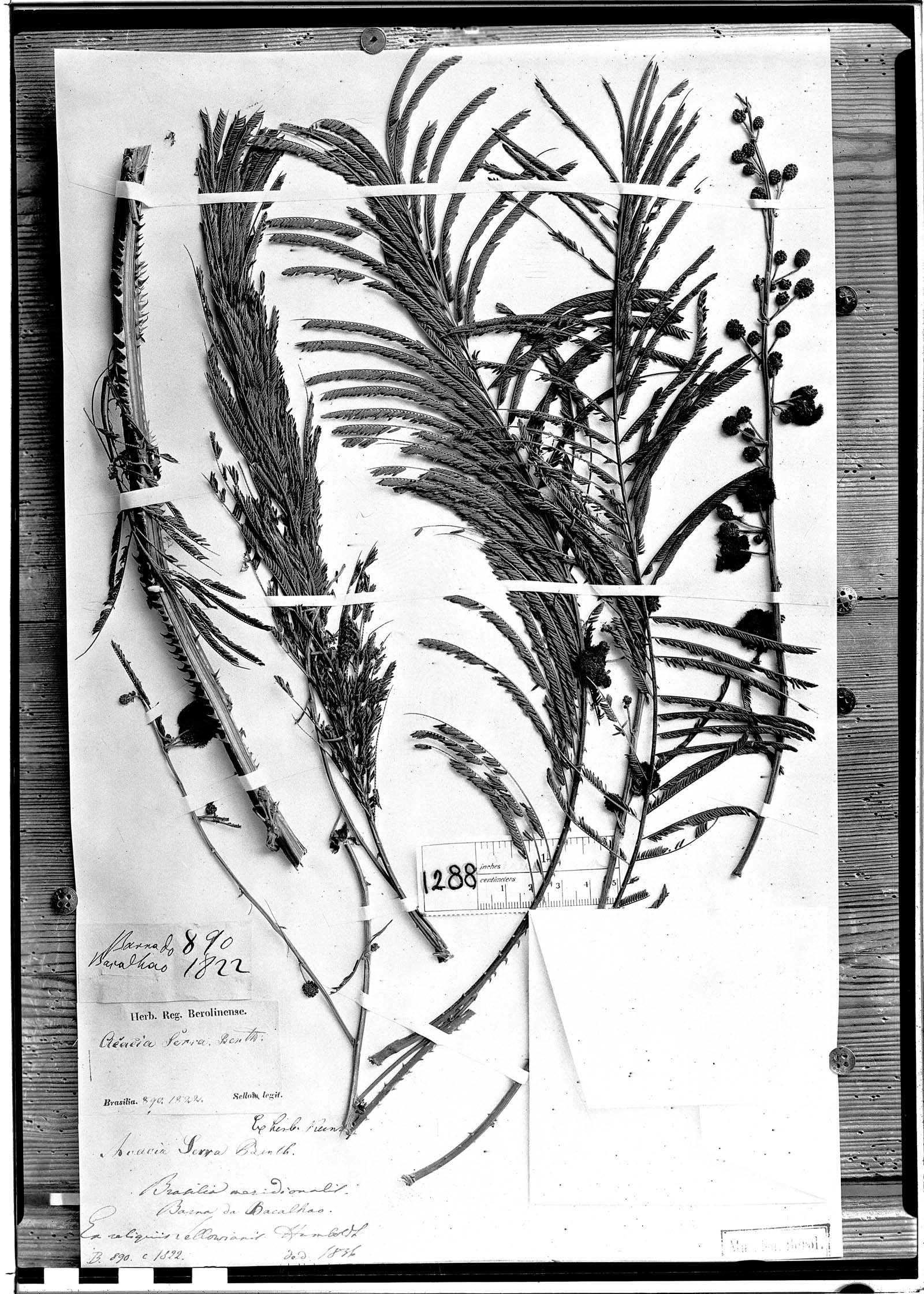 Senegalia serra image