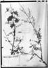 Mimosa adenocarpa image