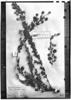 Mimosa bracteolaris image