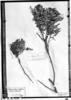 Mimosa calodendron image