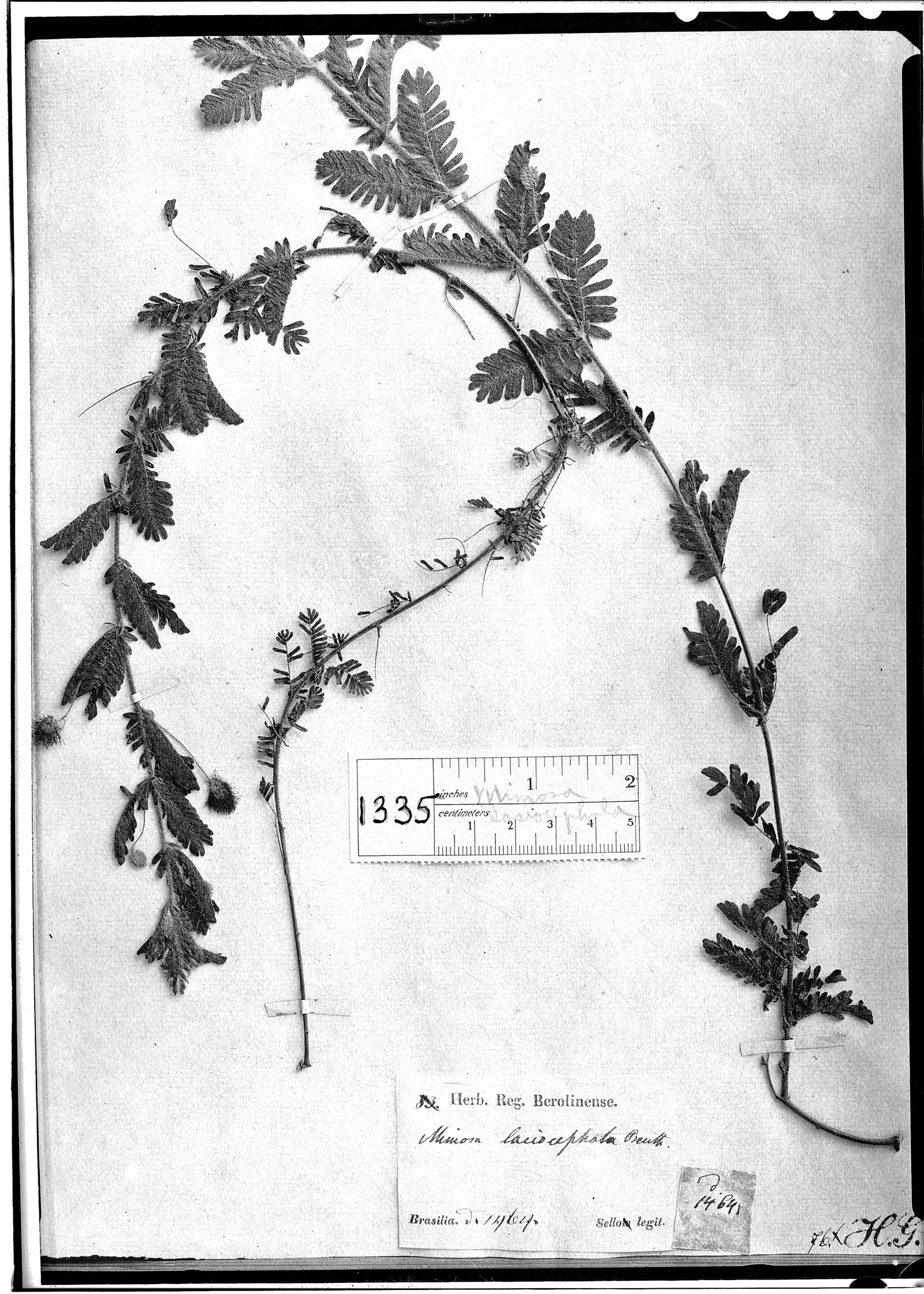Mimosa lasiocephala image