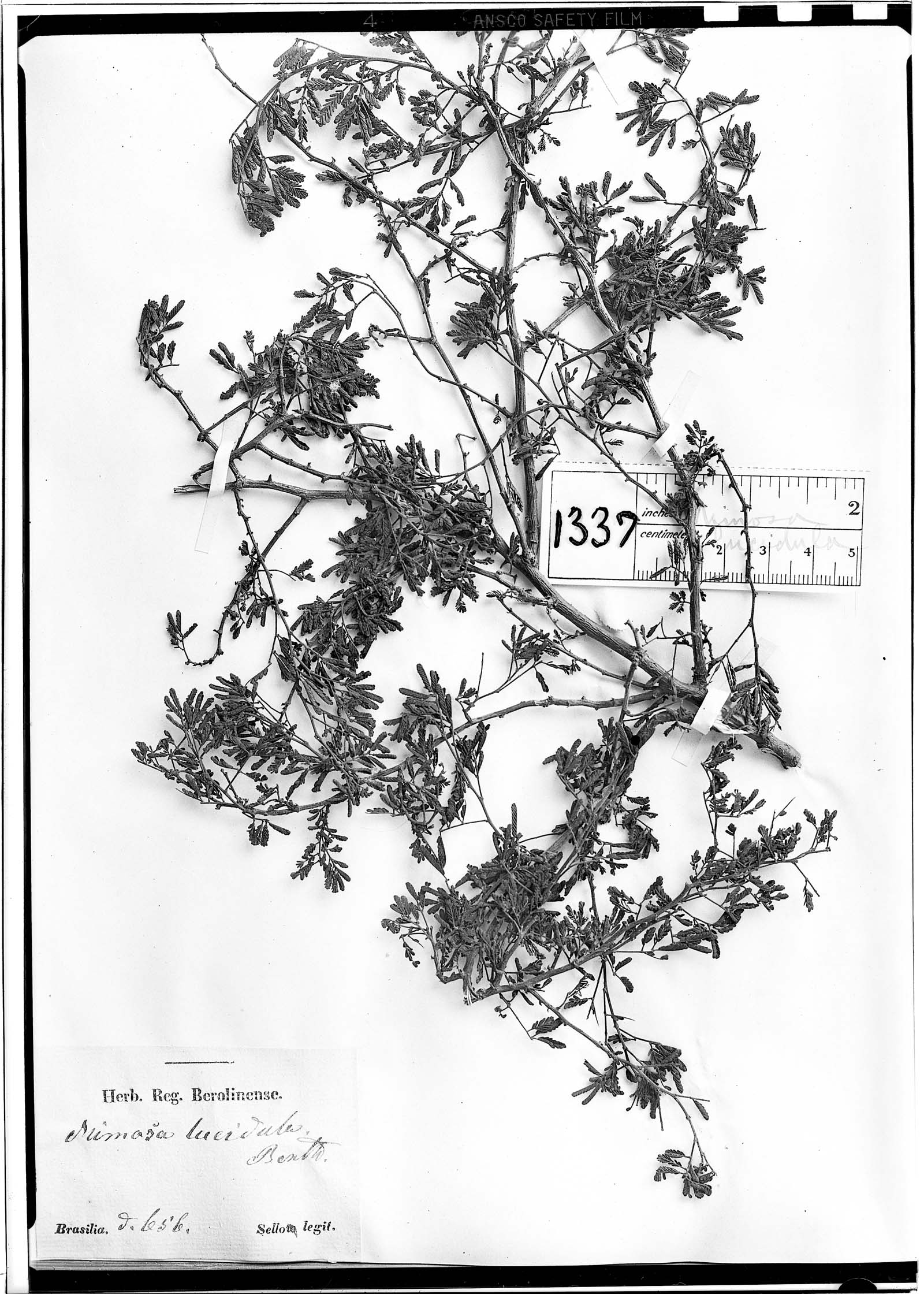 Mimosa lucidula image