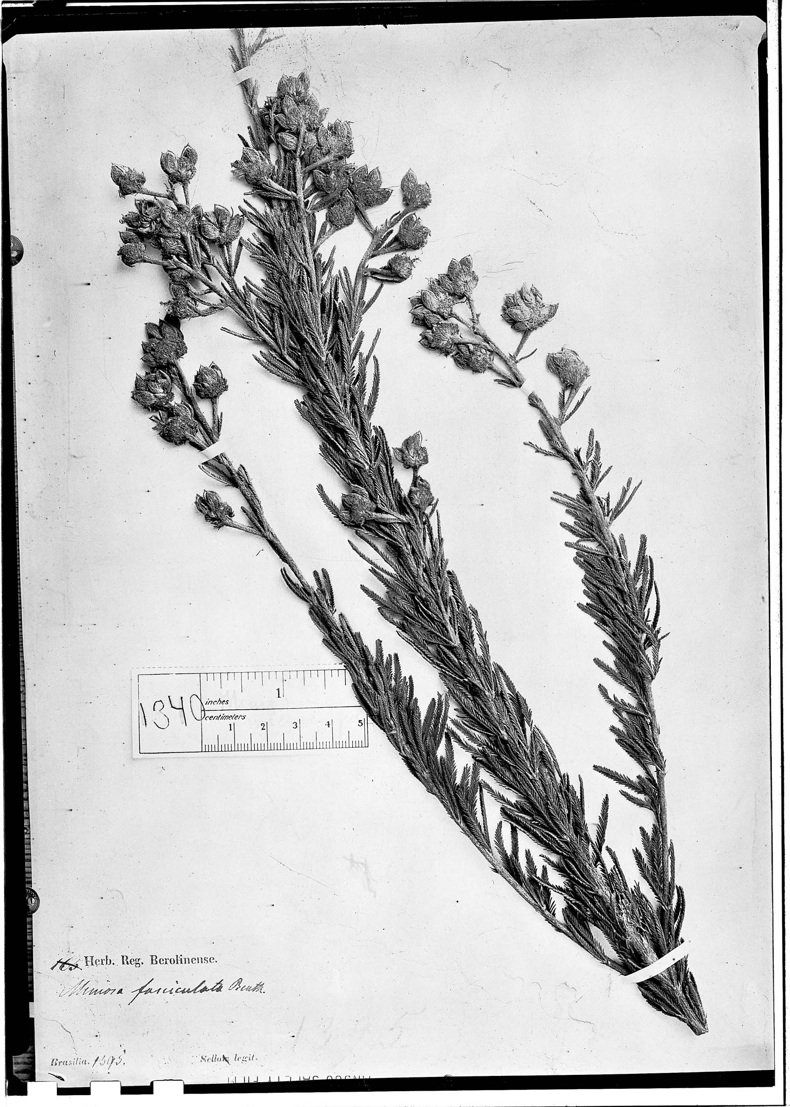 Mimosa microcarpa image