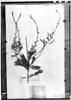 Mimosa microcephala image