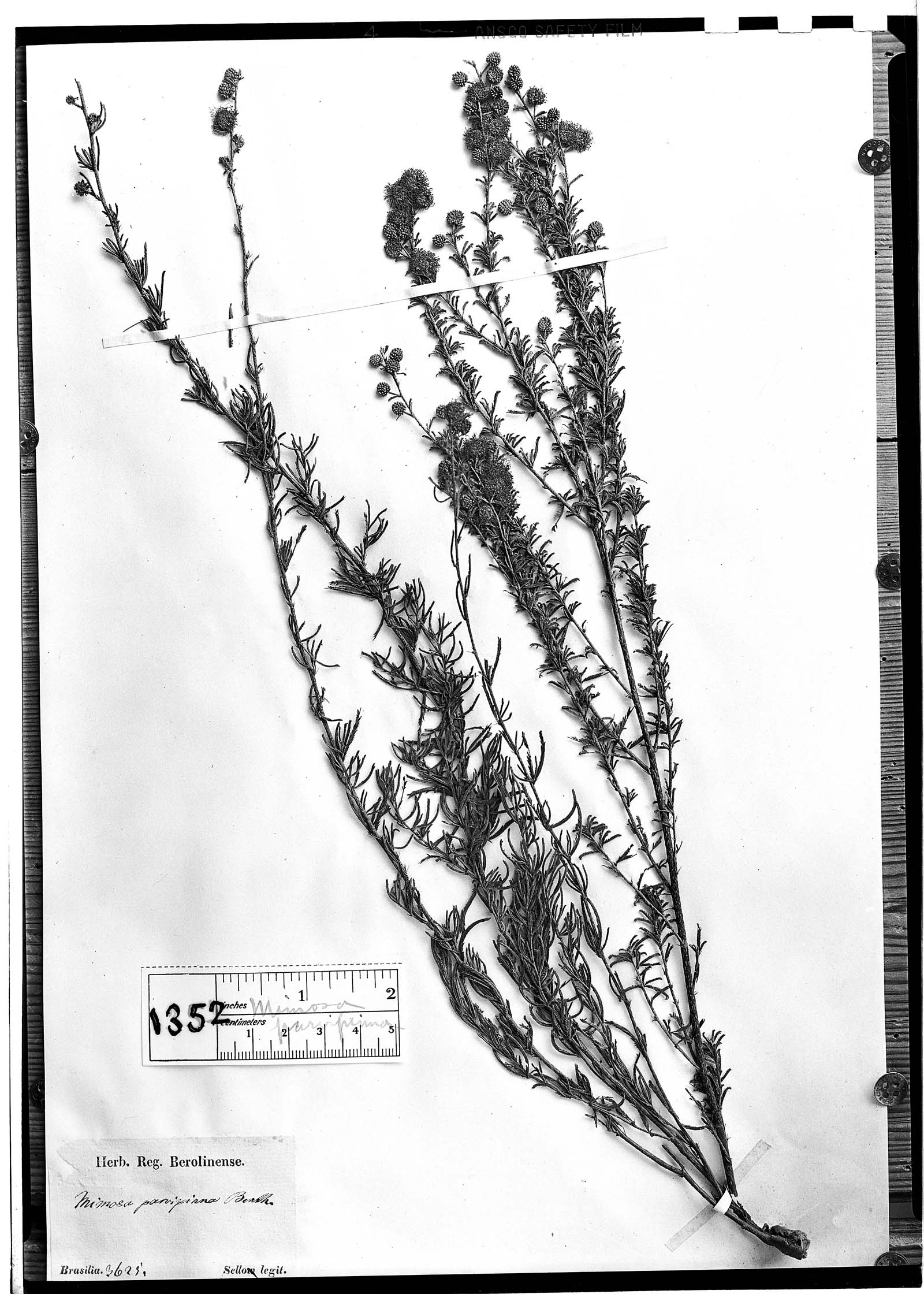 Mimosa parvipinna image